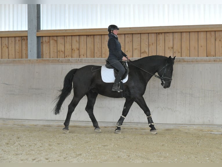 Other Warmbloods Gelding 8 years 17 hh  in Wellheim