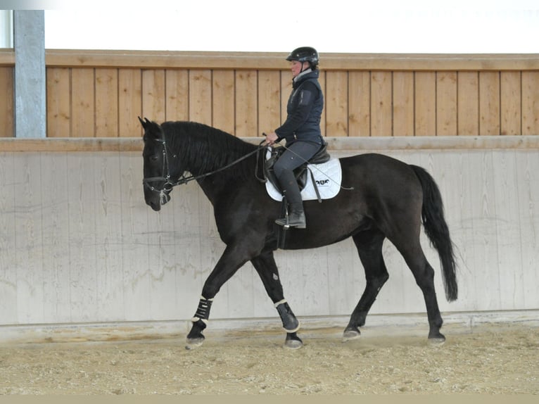 Other Warmbloods Gelding 8 years 17 hh  in Wellheim