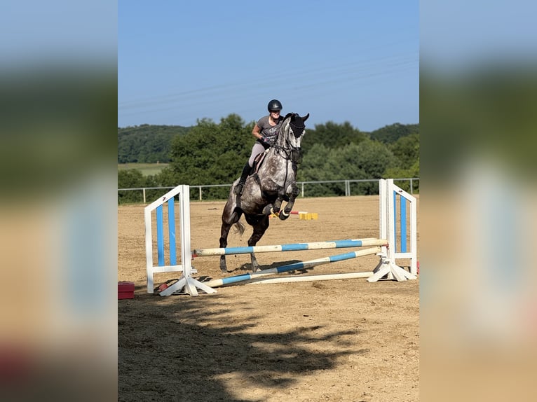 Other Warmbloods Gelding 8 years 17,2 hh Brown Falb mold in Bad Neuenahr-Ahrweiler
