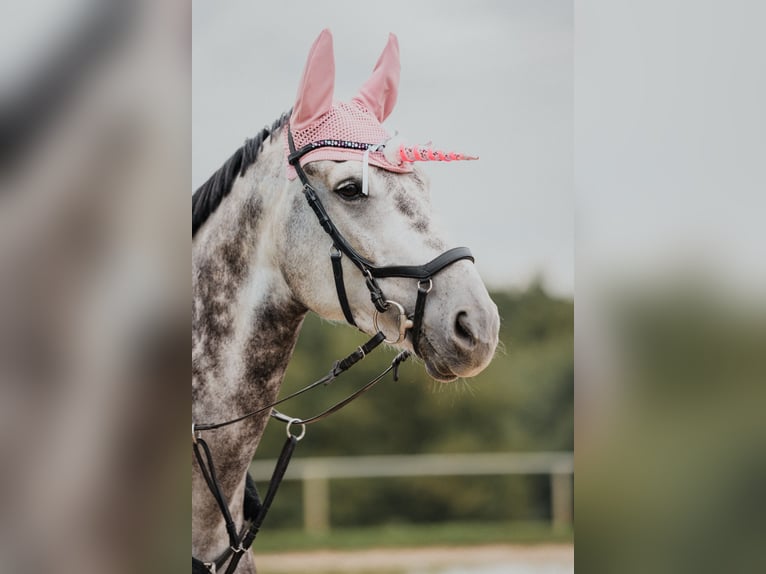 Other Warmbloods Gelding 8 years 17,2 hh Brown Falb mold in Bad Neuenahr-Ahrweiler