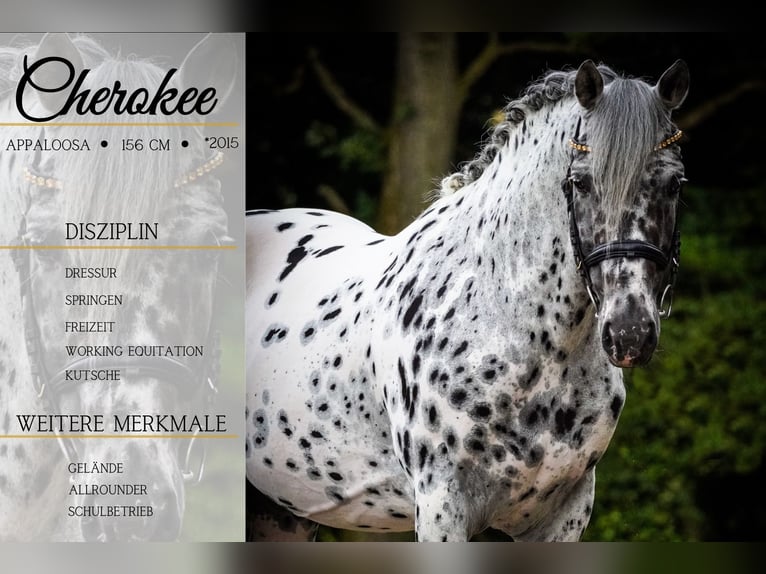 Other Warmbloods Gelding 9 years 15,1 hh Leopard-Piebald in Nettersheim