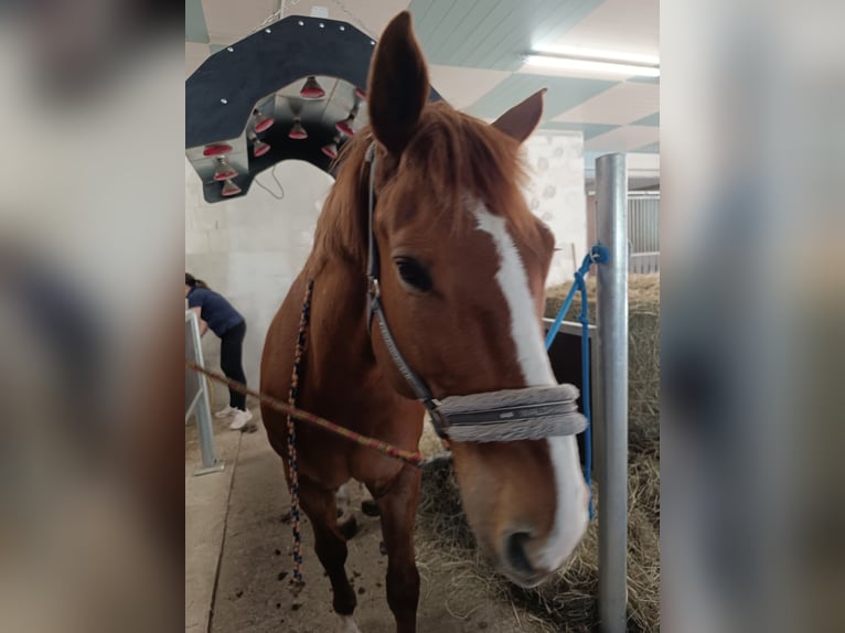 Other Warmbloods Gelding 9 years 15.2 hh Chestnut-Red in Neu Gaarz
