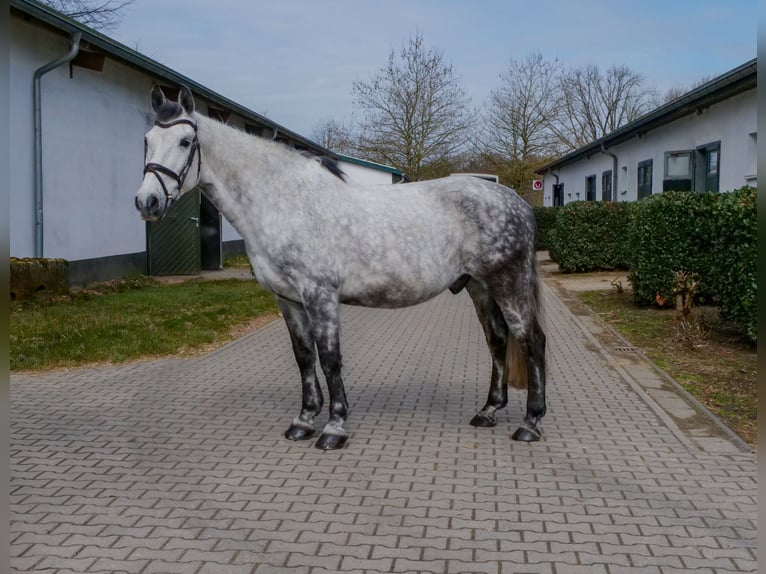 Other Warmbloods Gelding 9 years 15.2 hh Grey-Dapple in Ankum