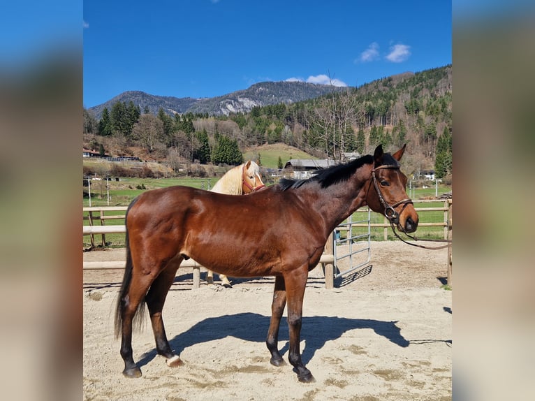Other Warmbloods Gelding 9 years 15.3 hh Brown in Gummern