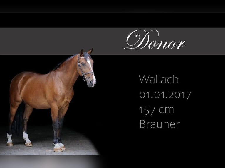 Other Warmbloods Gelding 9 years 15,1 hh Brown in Ankum