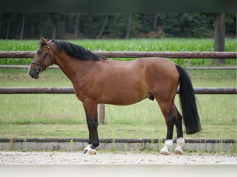 Other Warmbloods Gelding 9 years 15,1 hh Brown in Ankum