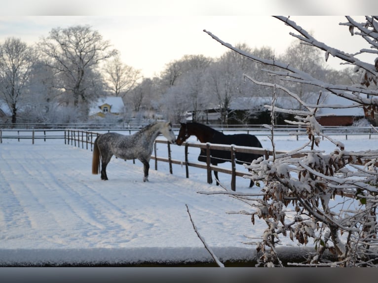 Other Warmbloods Mix Gelding 9 years 15,1 hh Grey-Dapple in Bramstedt