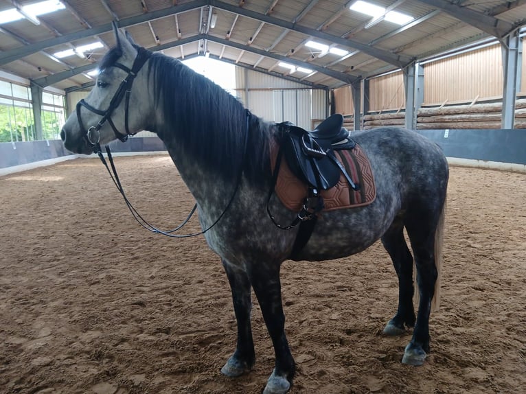 Other Warmbloods Mix Gelding 9 years 15,1 hh Grey-Dapple in Bramstedt