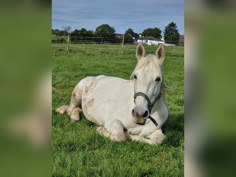 Other Warmbloods Mix Gelding 9 years 15,2 hh Grey in K&#xF6;nigswinter