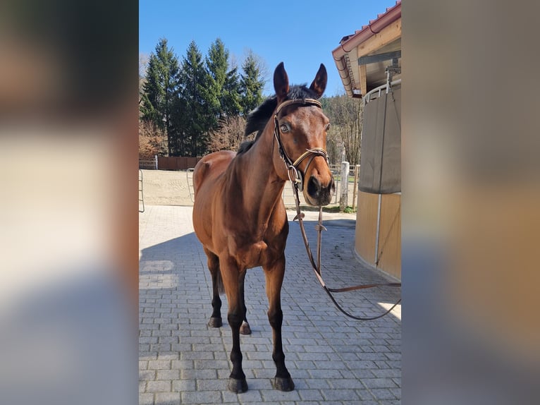 Other Warmbloods Gelding 9 years 15,3 hh Brown in Gummern