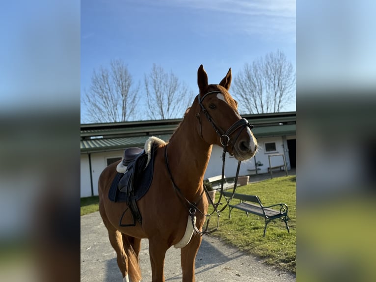 Other Warmbloods Gelding 9 years 16.1 hh Chestnut-Red in Bad blumau