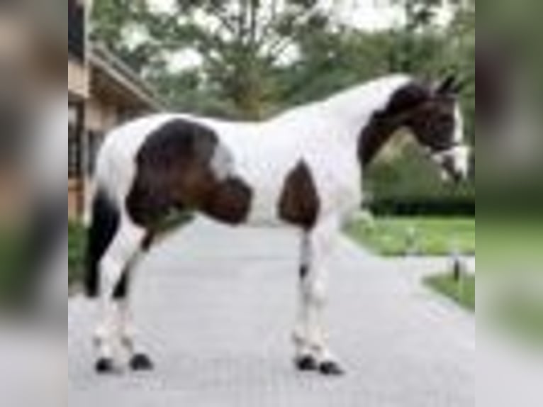 Other Warmbloods Gelding 9 years 16,2 hh Tobiano-all-colors in Wellington FL