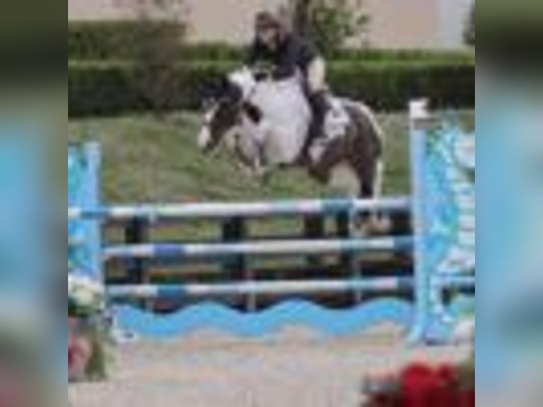 Other Warmbloods Gelding 9 years 16,2 hh Tobiano-all-colors in Wellington FL