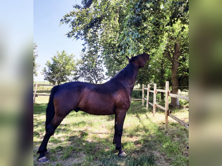 Other Warmbloods Gelding 9 years 16 hh Black in Berod bei Höchstenbach