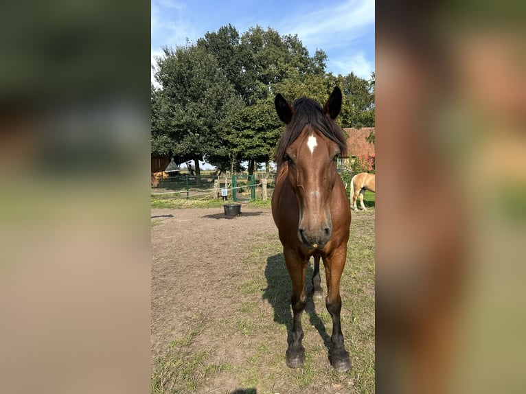 Other Warmbloods Gelding 9 years 16 hh Brown in Merzen