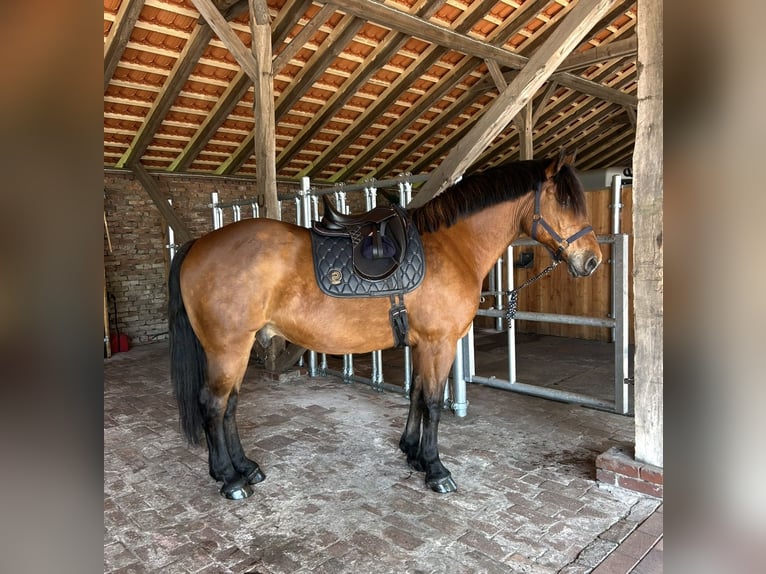 Other Warmbloods Gelding 9 years 16 hh Brown in Merzen