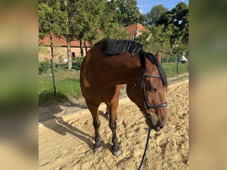 Other Warmbloods Gelding 9 years 16 hh Brown in Merzen