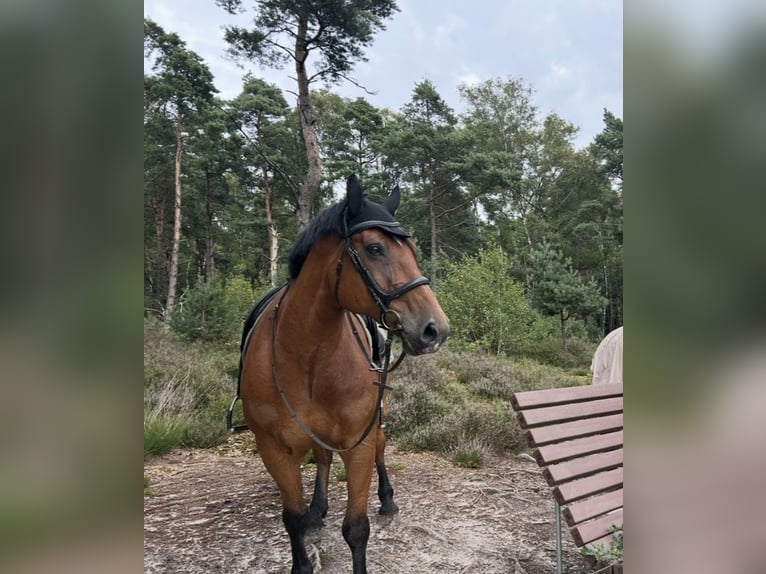 Other Warmbloods Gelding 9 years 16 hh Brown in Merzen