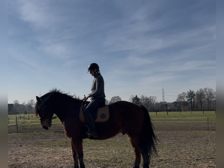 Other Warmbloods Gelding 9 years 16 hh Brown in Merzen