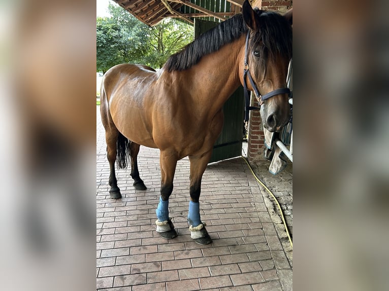 Other Warmbloods Gelding 9 years 16 hh Brown in Merzen