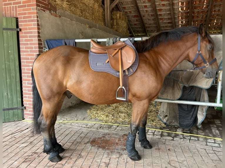 Other Warmbloods Gelding 9 years 16 hh Brown in Merzen