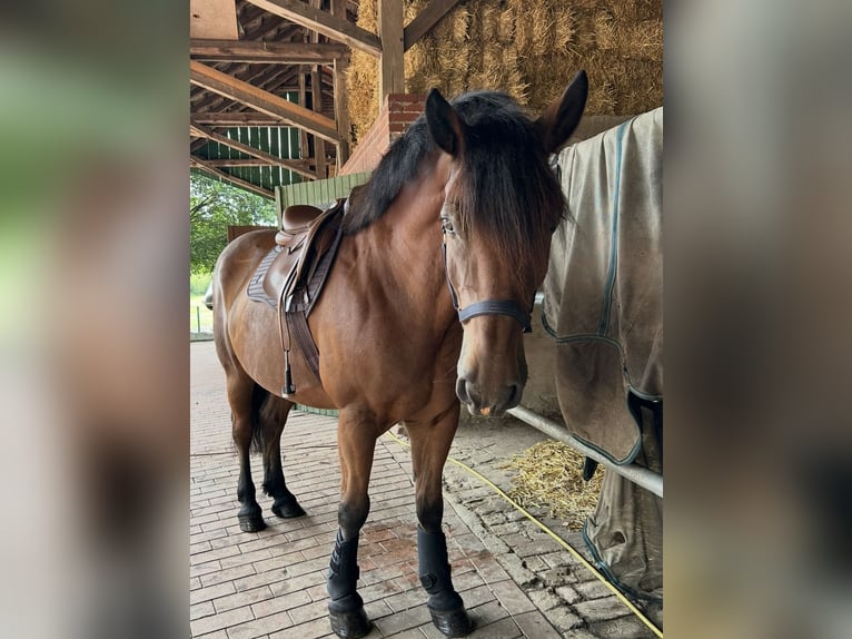 Other Warmbloods Gelding 9 years 16 hh Brown in Merzen
