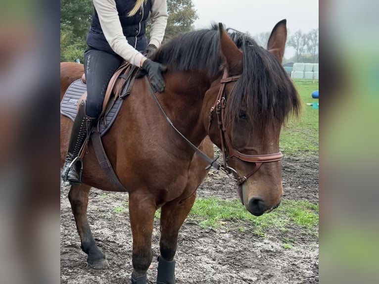 Other Warmbloods Gelding 9 years 16 hh Brown in Merzen