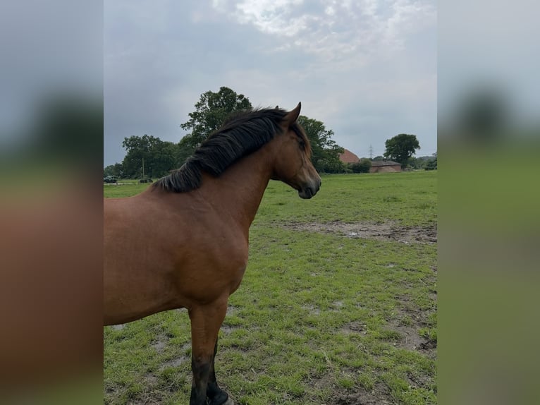 Other Warmbloods Gelding 9 years 16 hh Brown in Merzen