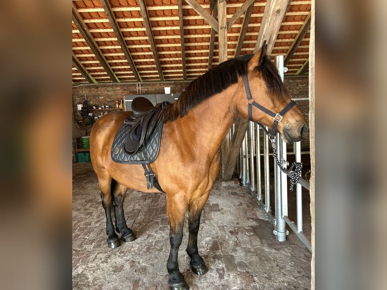 Other Warmbloods Gelding 9 years 16 hh Brown in Merzen