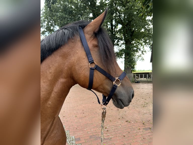 Other Warmbloods Gelding 9 years 16 hh Brown in Merzen