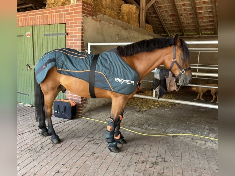 Other Warmbloods Gelding 9 years 16 hh Brown in Merzen