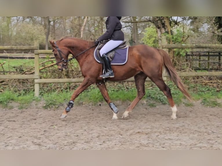 Other Warmbloods Gelding 9 years 16 hh Chestnut in Wachtendonk