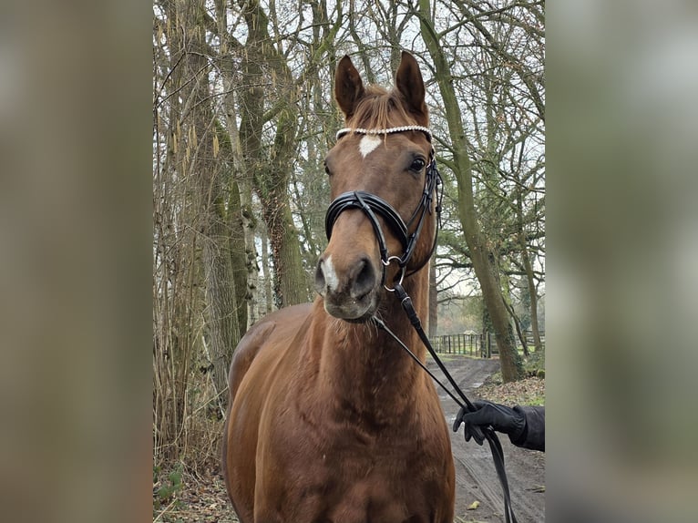 Other Warmbloods Gelding 9 years 16 hh Chestnut in Wachtendonk