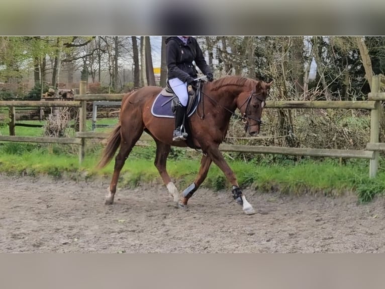 Other Warmbloods Gelding 9 years 16 hh Chestnut in Wachtendonk