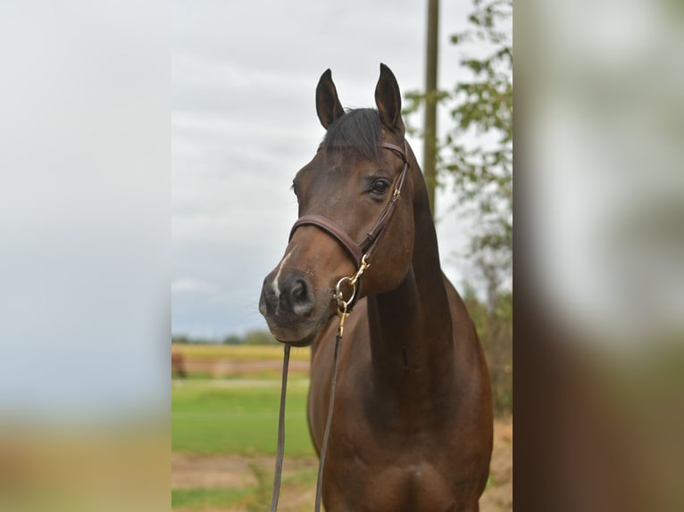Other Warmbloods Gelding 9 years 16,1 hh Bay-Dark in Geilenkirchen