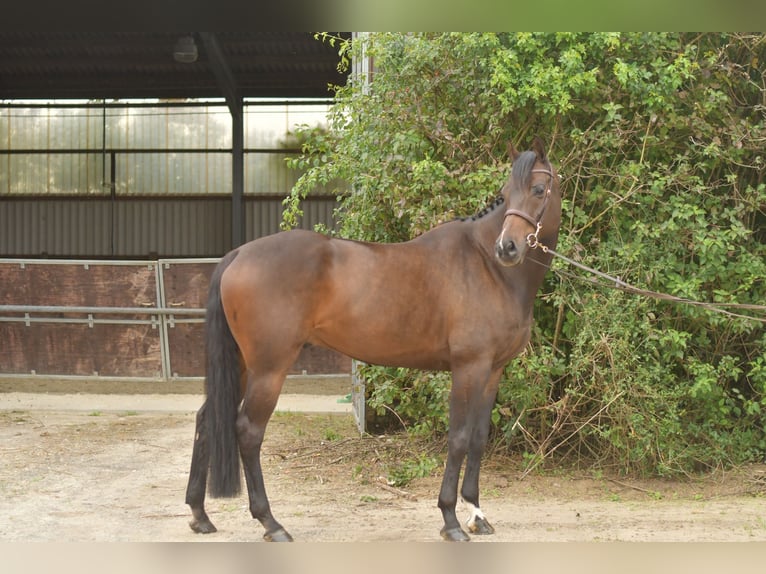 Other Warmbloods Gelding 9 years 16,1 hh Bay-Dark in Geilenkirchen