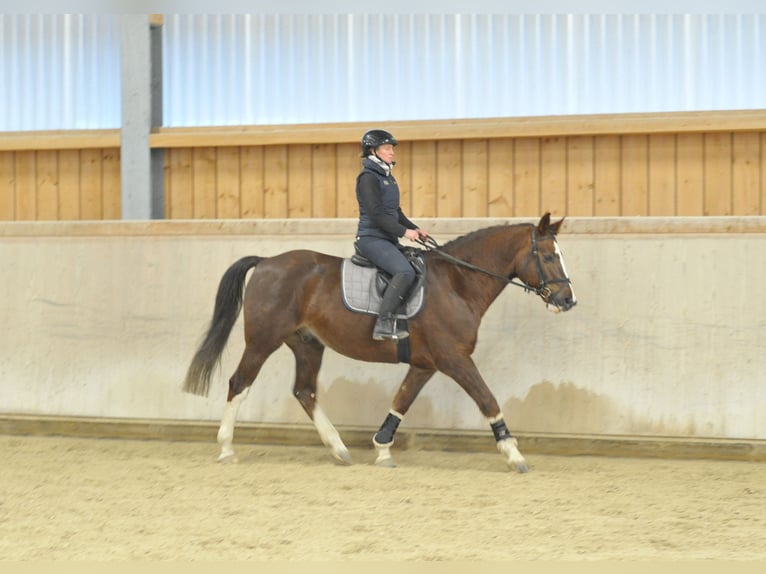 Other Warmbloods Gelding 9 years 16,1 hh Chestnut in Wellheim