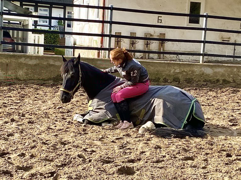 Other Warmbloods Mix Gelding 9 years 16,1 hh Pinto in Bad Iburg