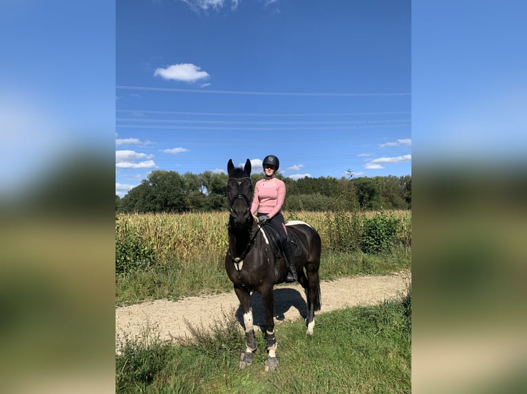 Other Warmbloods Mix Gelding 9 years 16,1 hh Pinto in Bad Iburg
