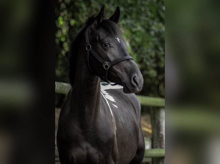 Other Warmbloods Mix Gelding 9 years 16,1 hh Pinto in Bad Iburg