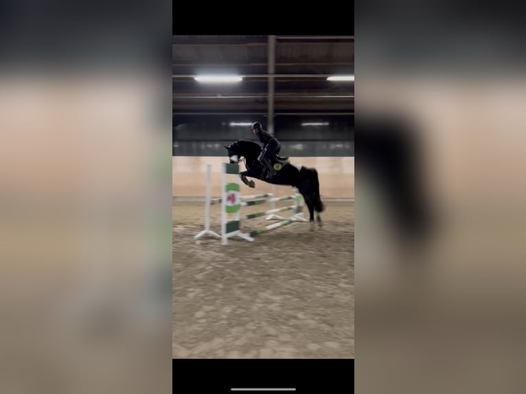 Other Warmbloods Mix Gelding 9 years 16,1 hh Pinto in Bad Iburg