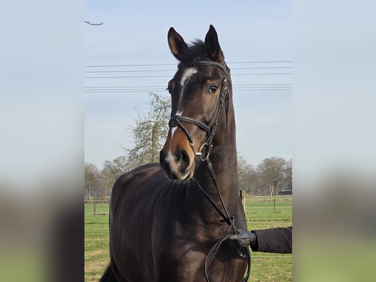 Other Warmbloods Gelding 9 years 16,2 hh Brown in Wachtendonk