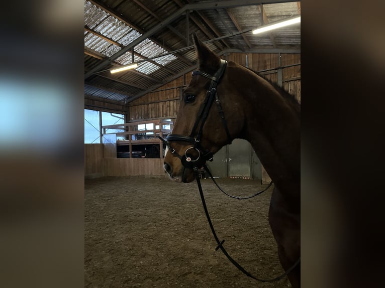 Other Warmbloods Gelding 9 years 17 hh Brown in Wartberg ob der Aist