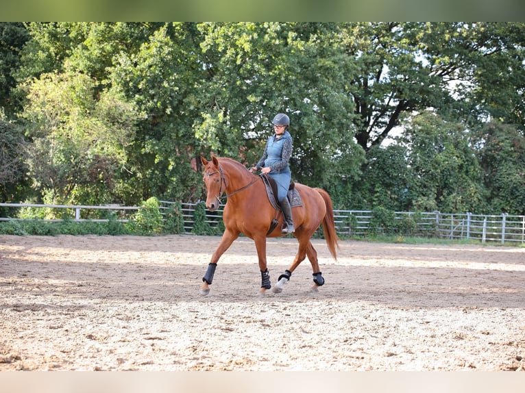 Other Warmbloods Gelding 9 years 17 hh Chestnut-Red in Buchholz (Aller)