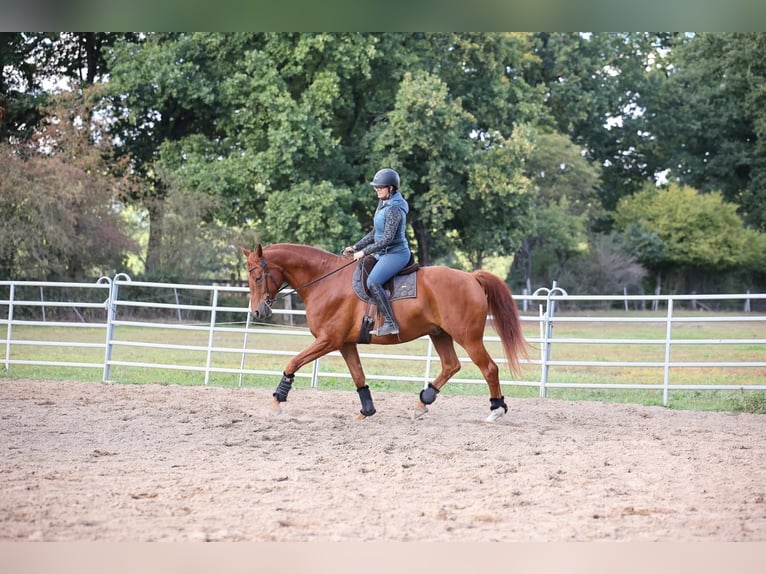 Other Warmbloods Gelding 9 years 17 hh Chestnut-Red in Buchholz (Aller)
