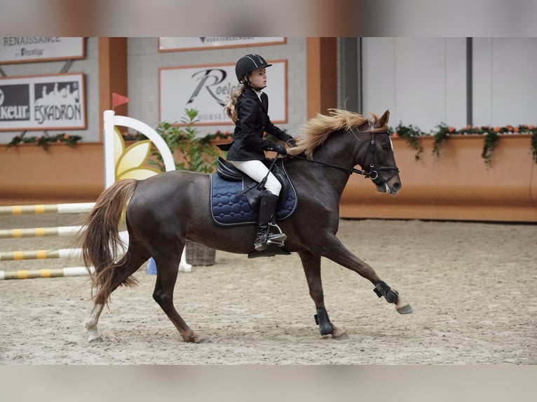 Other Warmbloods Mix Mare 10 years 14 hh Chestnut-Red in Baarlo