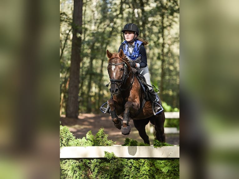 Other Warmbloods Mix Mare 10 years 14 hh Chestnut-Red in Baarlo