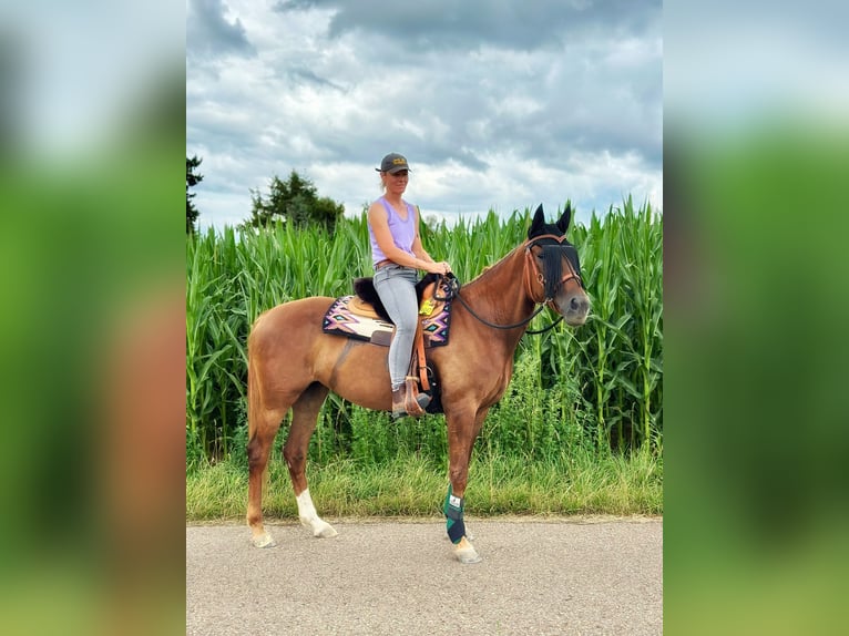 Other Warmbloods Mare 10 years 15.1 hh Chestnut-Red in Erftstadt