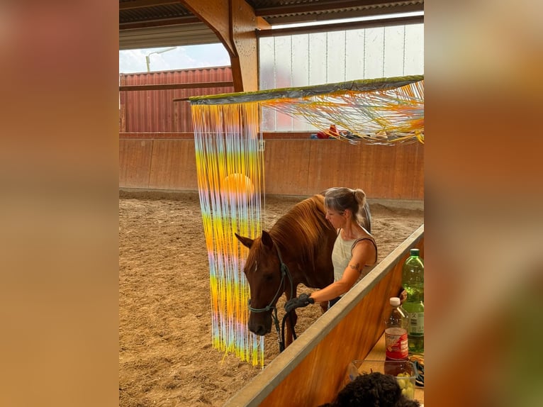 Other Warmbloods Mare 10 years 15.1 hh Chestnut-Red in Erftstadt
