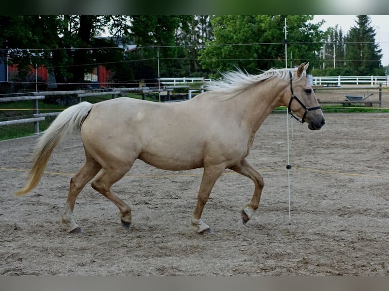 Other Warmbloods Mare 10 years 15,1 hh Palomino in Ruila